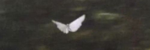 (SCENE) banner