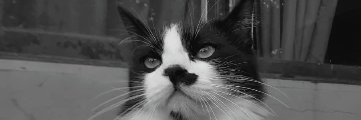 NachoMolinaHRC's profile banner image