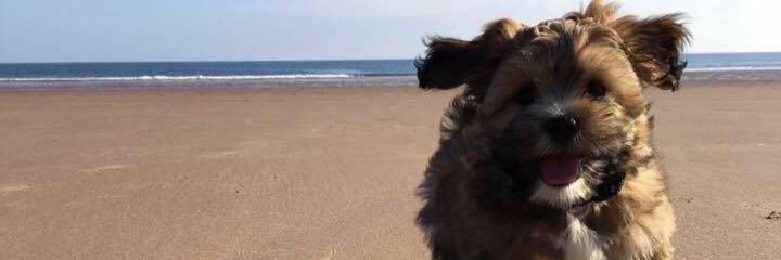 amy_edwards94's profile banner image
