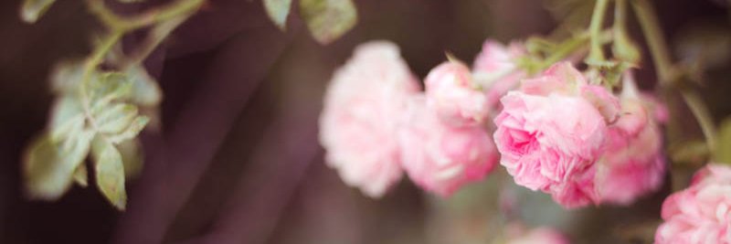 alixia88's profile banner image