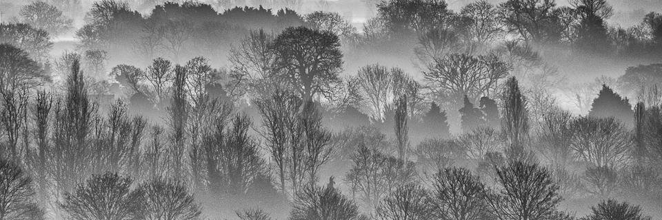 TreePhotographs's profile banner image