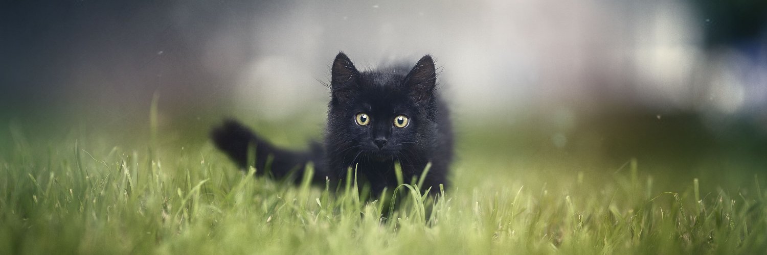 Kit Gray-Preorder BLACK CAT DETECTIVES! 🏳️‍🌈♿️ banner