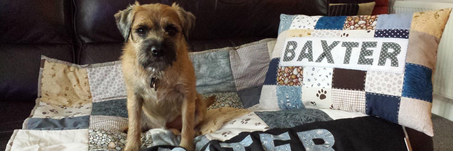 Wee Ziggy OBE little bro of beloved🌈Baxter Boo 🤎 banner