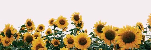 Azza_Almotawa's profile banner image