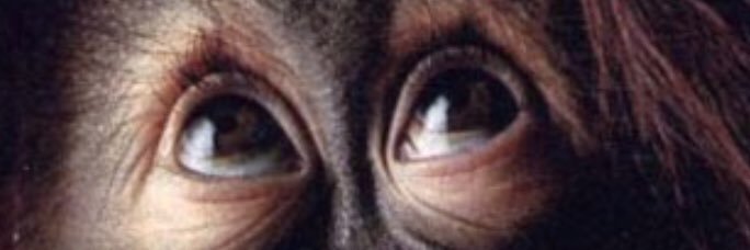 auricchiella's profile banner image