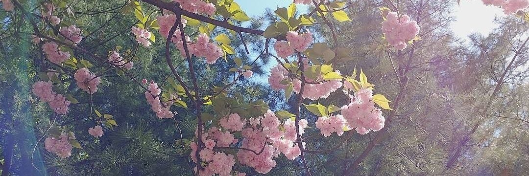 초코버섯 banner