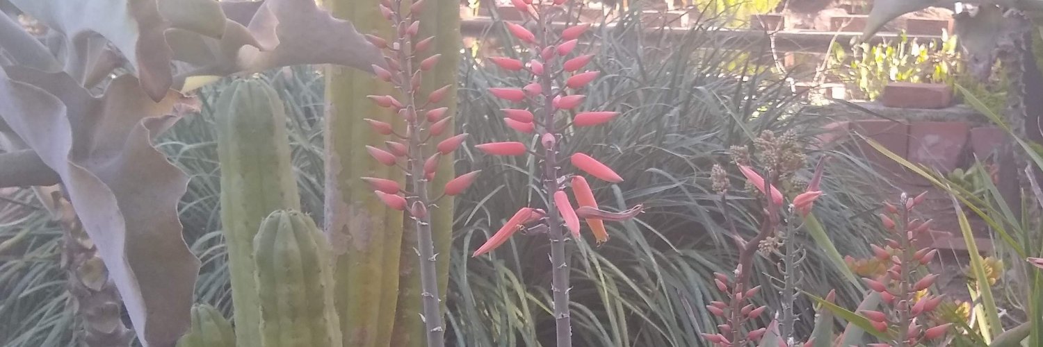 Alice Telesnitsky banner