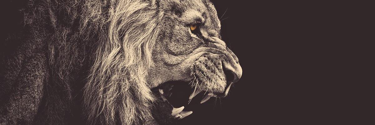 papapenchoo's profile banner image