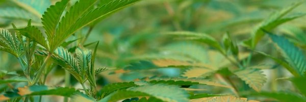 CommonwealthAlt Profile Banner