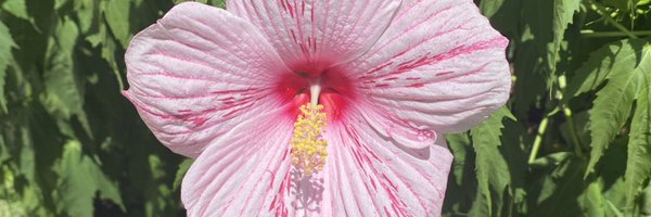 BevanTrisha Profile Banner