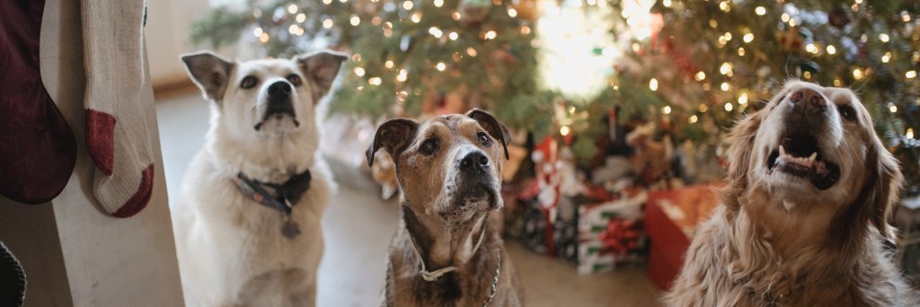 DogsPhoto1's profile banner image
