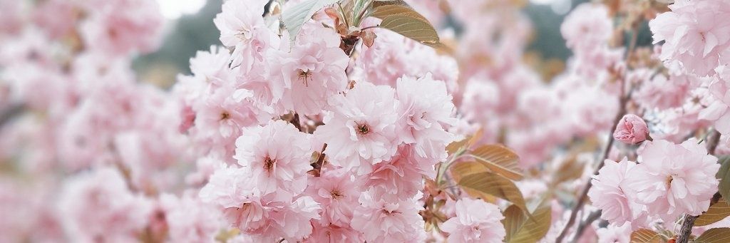 mio_410's profile banner image