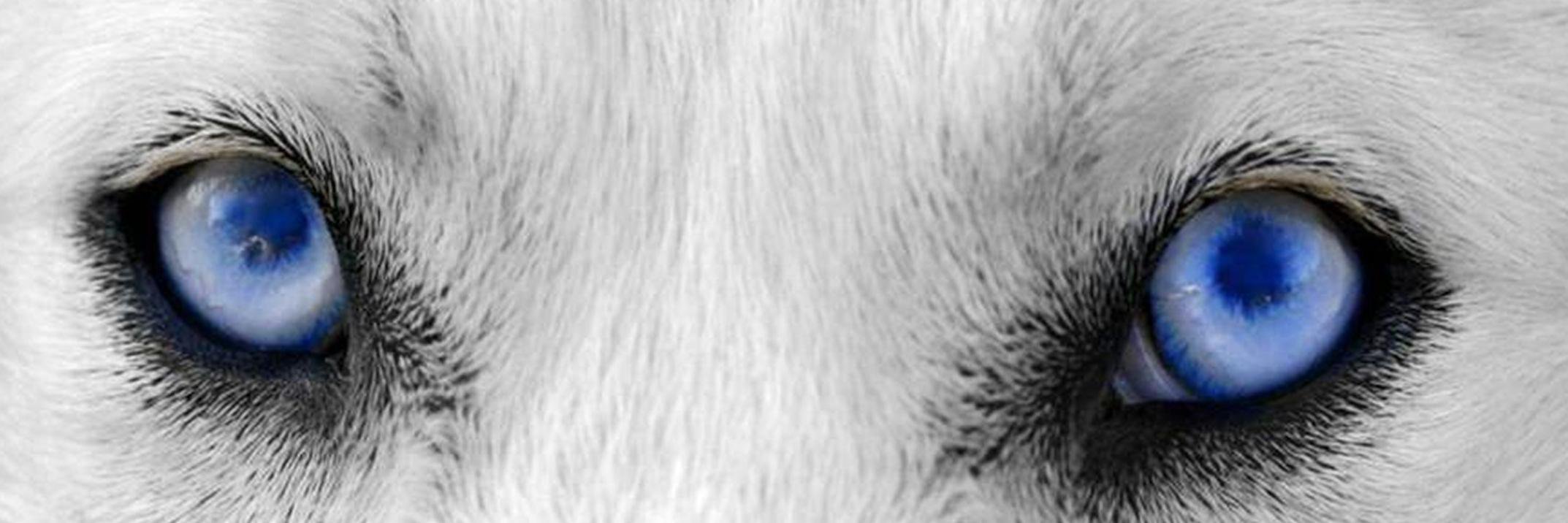 newbill's profile banner image