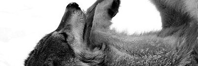 WhiteWolf_MS's profile banner image