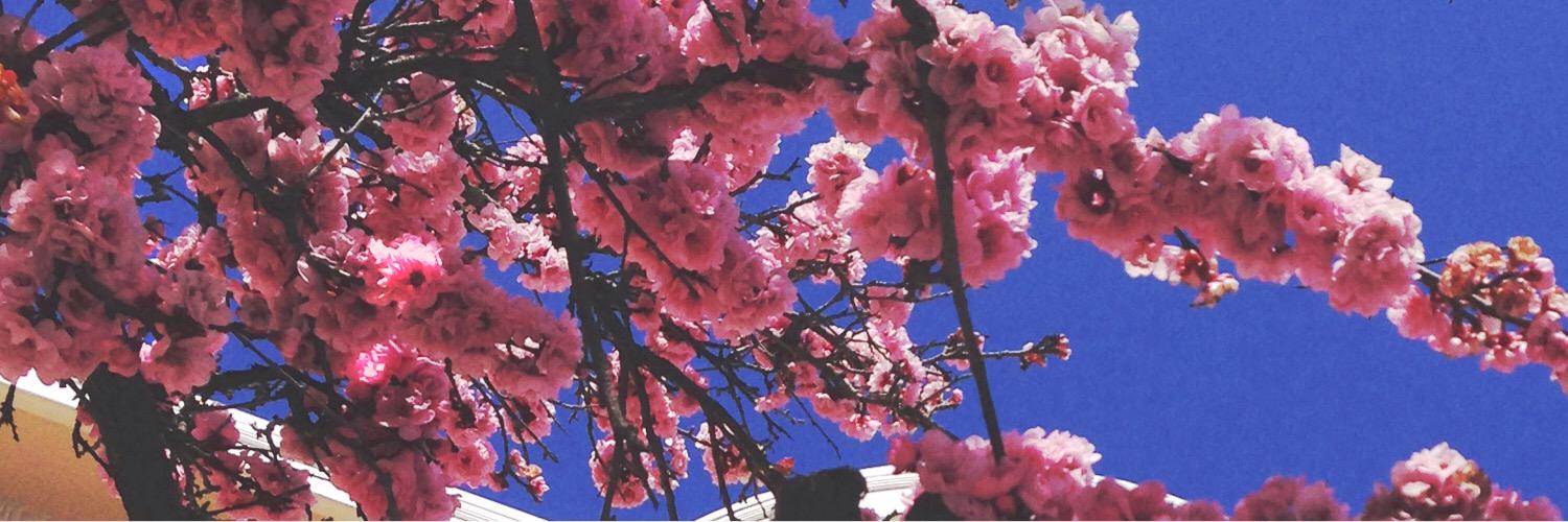 Preciliya's profile banner image