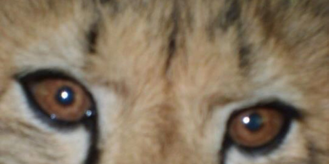 christine Ann Muff banner