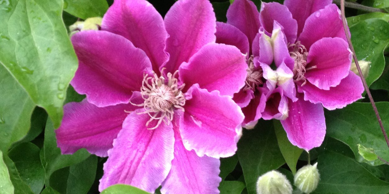 lesleyclopez's profile banner image