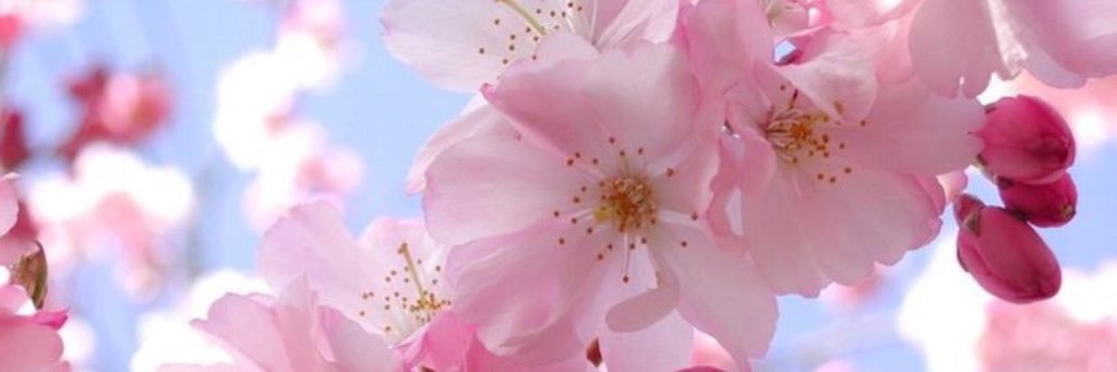 layladance's profile banner image