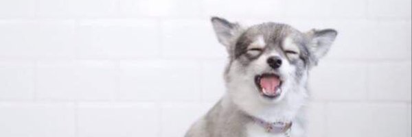 yukipomsky Profile Banner