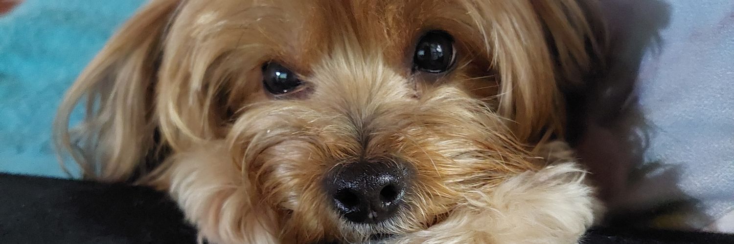 kaarlsant's profile banner image