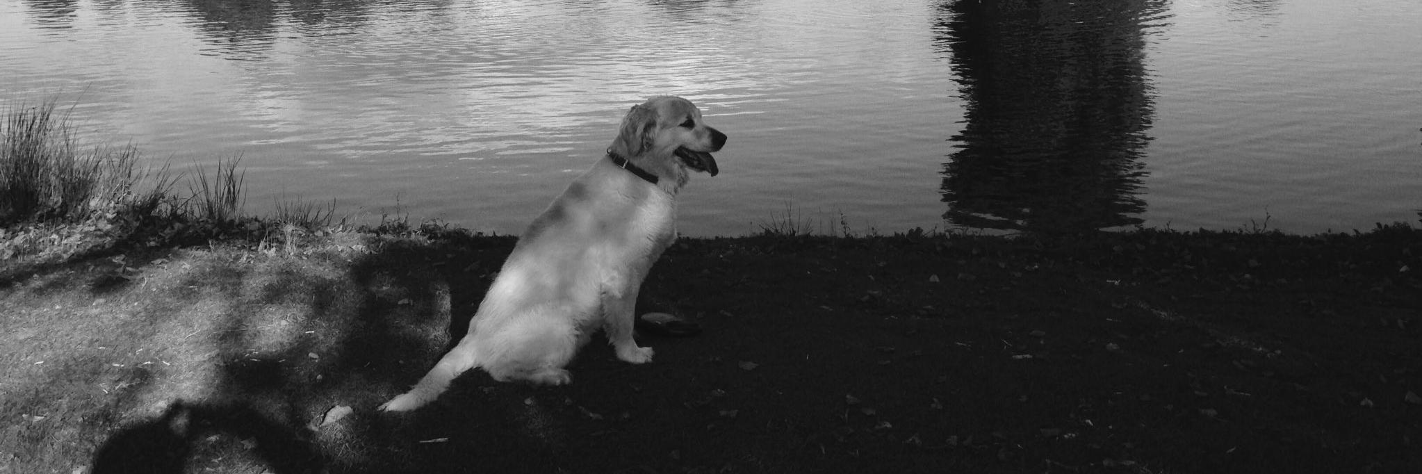 Anne Brown🥂 banner