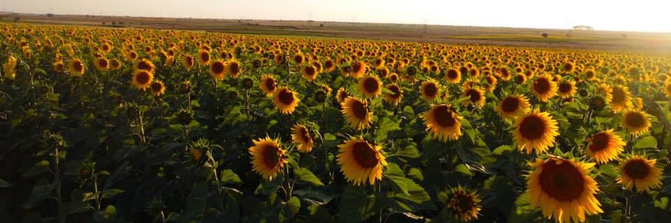 mutlu biçer 🌻 banner