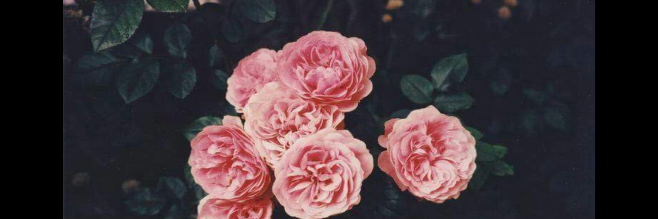 Constanza_24's profile banner image