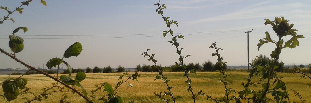 #SaveOgletShore banner