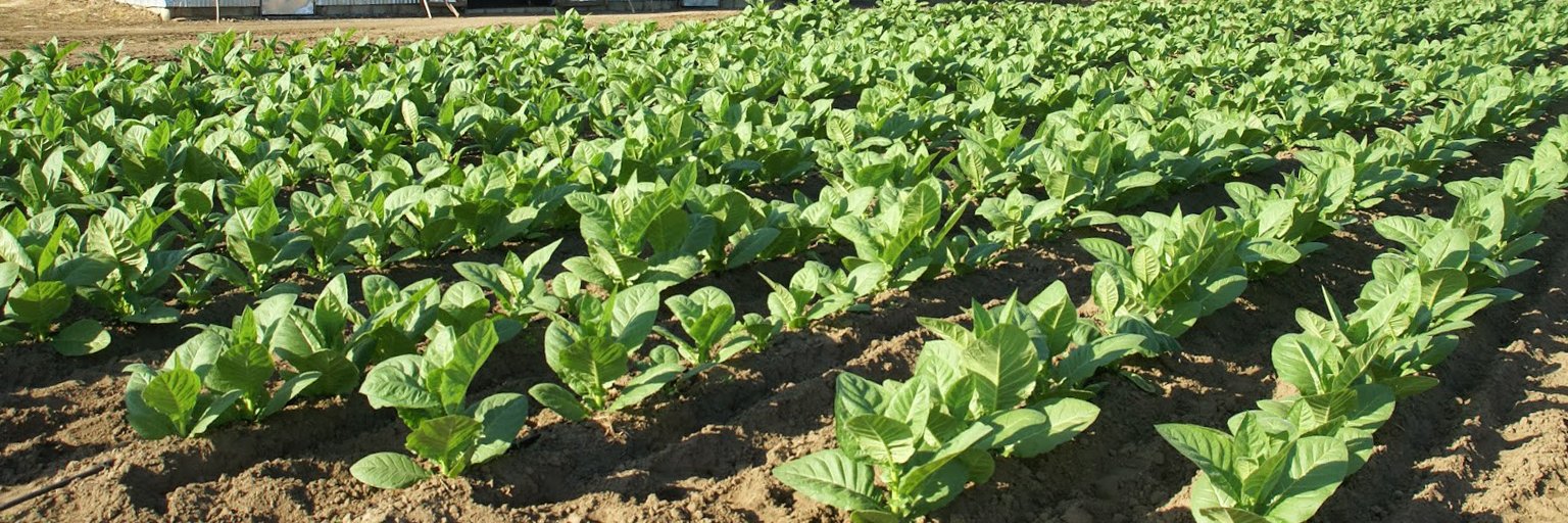 Instituto del Tabaco (INTABACO) banner