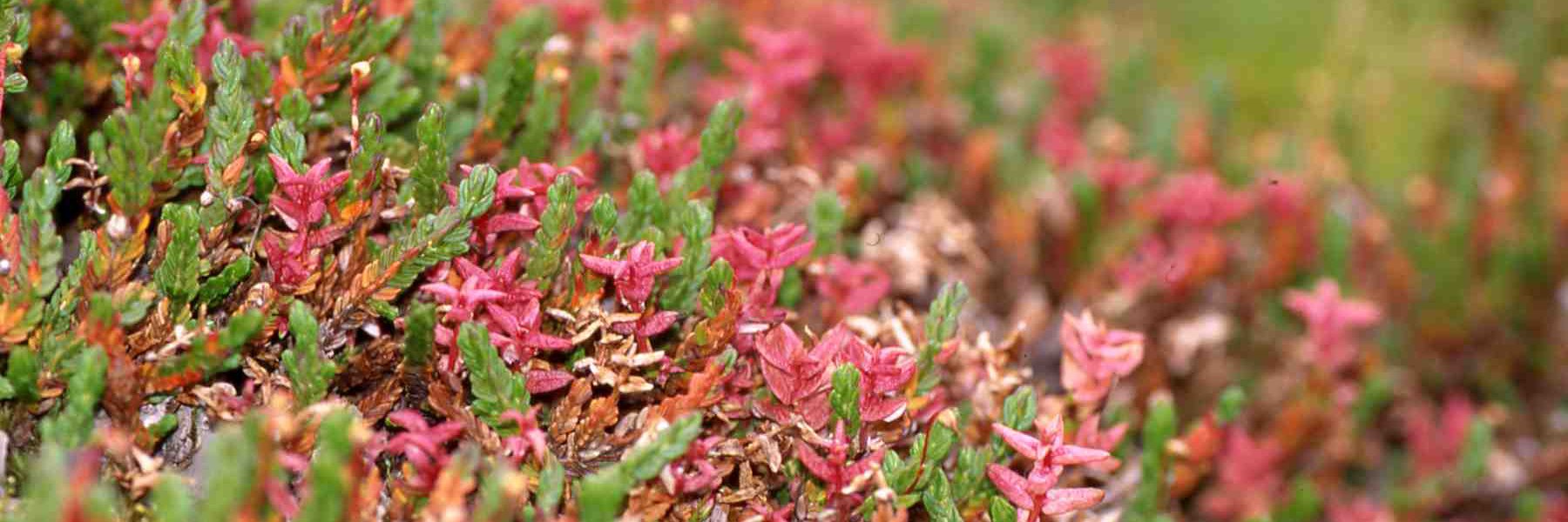 Dominik Begerow banner