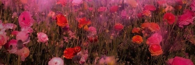 GoldDustedPearl's profile banner image