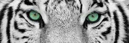solehabrahamtwo's profile banner image