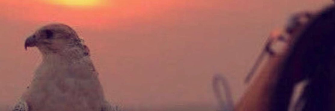 shm3h11's profile banner image