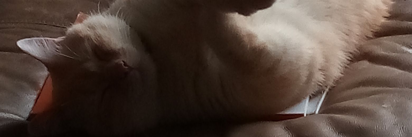 GooseyJen's profile banner image
