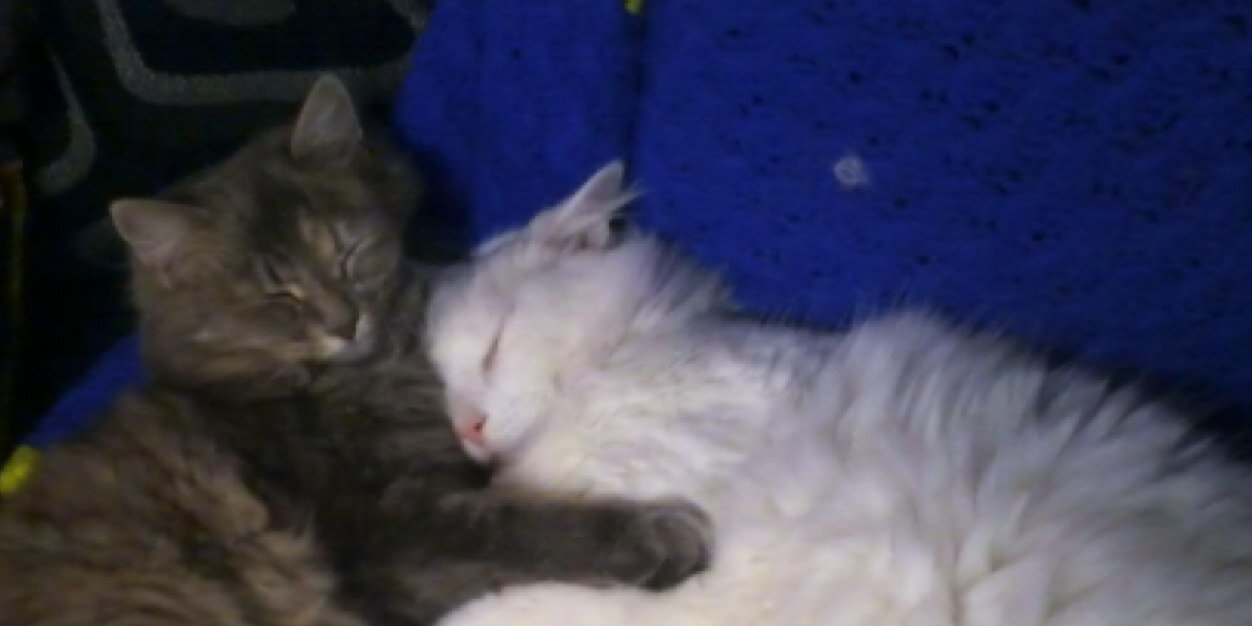 MineCraftPE_Cat's profile banner image