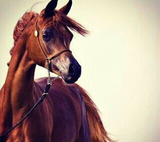 Sami108Sotb's profile banner image