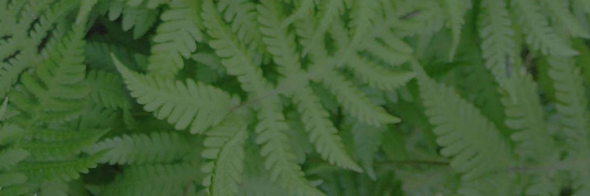 HopeBCca's profile banner image