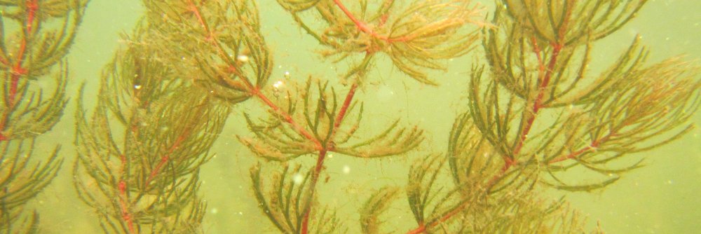 Marta Alirangues (she/her) banner