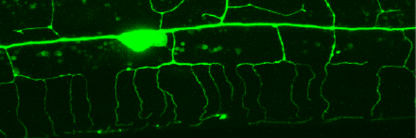GhoshRoyLab Profile Banner