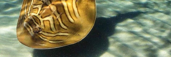 mxespitia's profile banner image