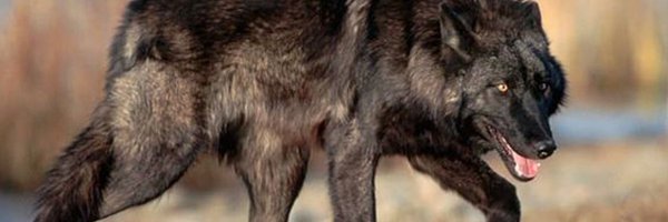 snuffjak2 Profile Banner