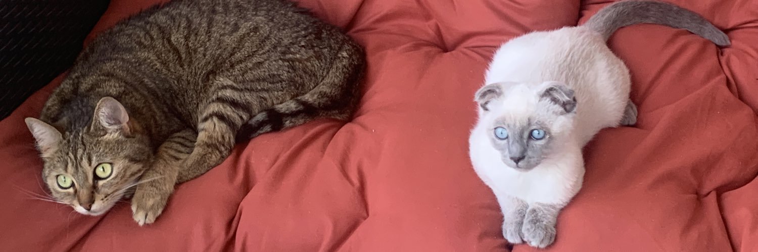 Paradoxe 😈 banner