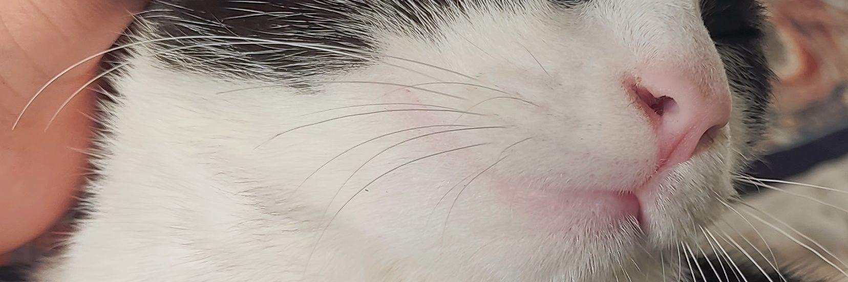 LowLevelLover banner