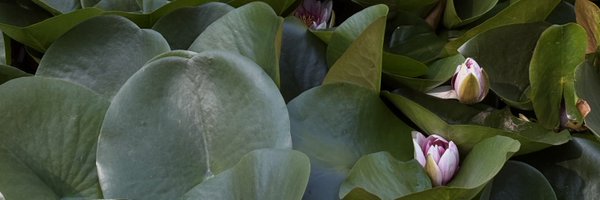 coriikoo Profile Banner