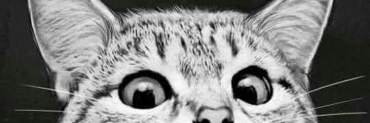 plcf_'s profile banner image