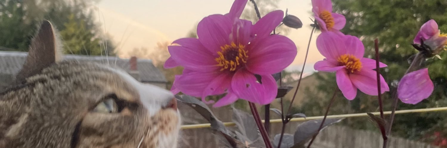 mia p 🏴󠁧󠁢󠁷󠁬󠁳󠁿 banner