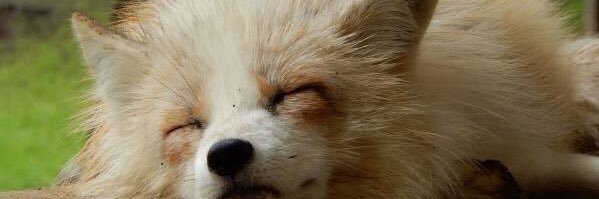 okamon1225's profile banner image