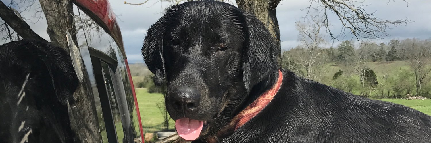 willbear51's profile banner image