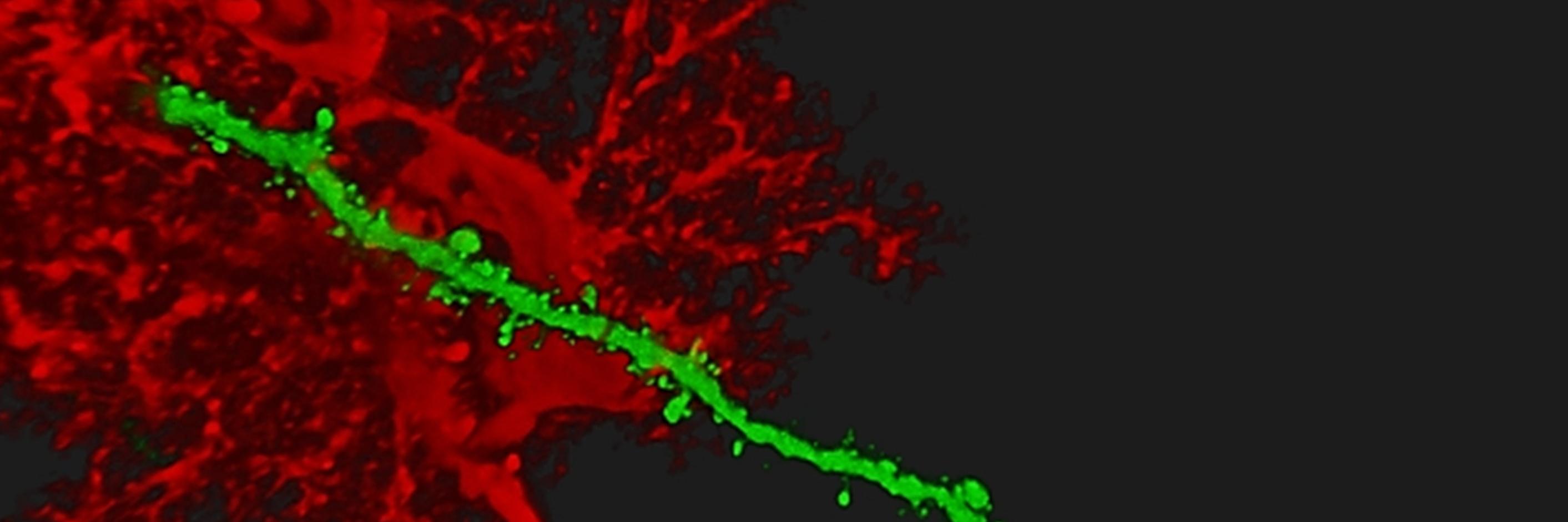 Saptarnab Naskar banner