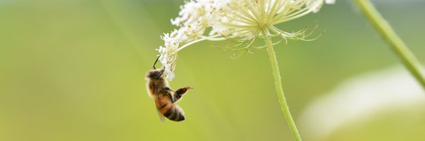 OntarioBee Profile Banner